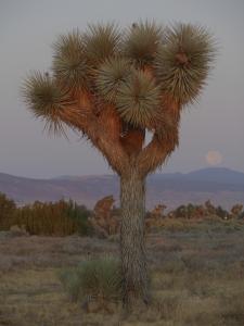 Mojave Desert Gallery
